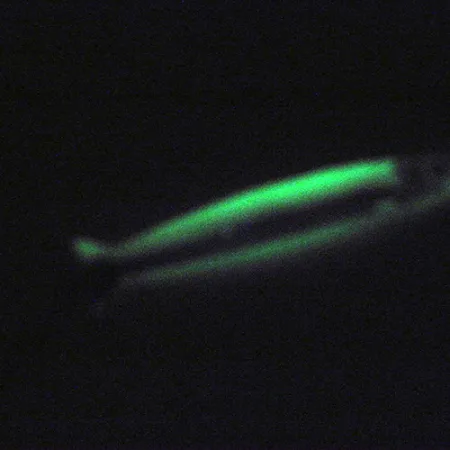 Silver Horde Coho Killer UV Glow Blinker, Weiß/Grün, 5g, UV-aktiv, #3004