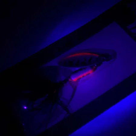 Worden’s Original Rooster Tail Spinner, Fire Tiger, 1/16oz, #RT.208.TNMT.B3