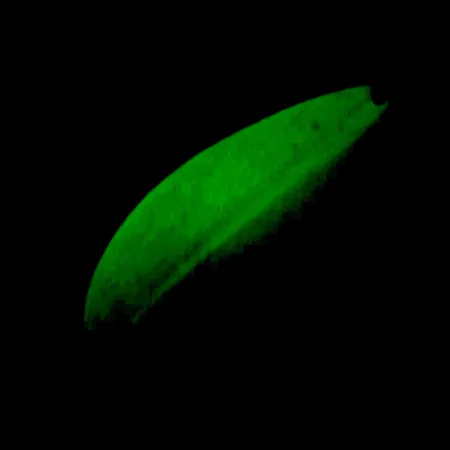 TODDCO Main liner Glow UV Blinker, Weiß/Gelb/Nickel, 21g, UV, #5698