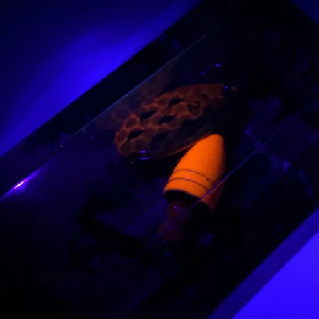 Luhr Jensen Fire Max Miracle 2 UV Spinner, Garnele, 7g, UV, #6044