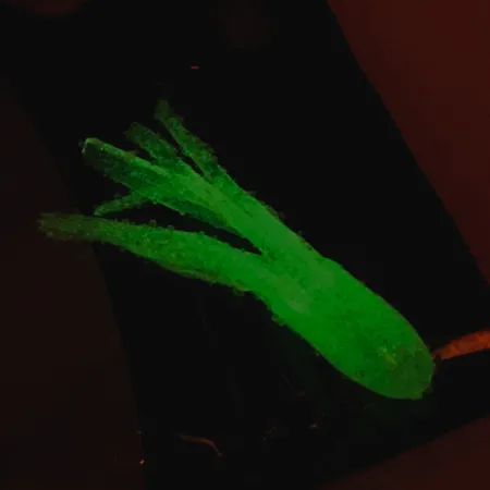 Bass Pro Shops Squermin' Squirts Tube, Weiß Glow, 3.5cm, Glow, #6094