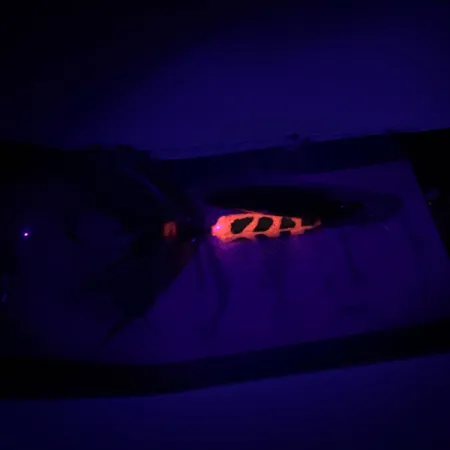 Yakima Bait Worden’s Original Rooster Tail Spinner, Gold, 3,6g, #6598